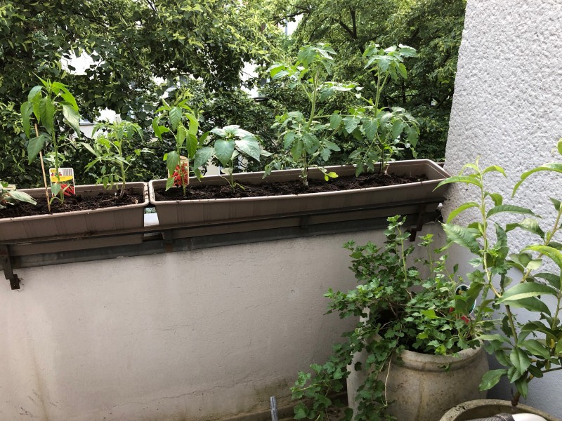 baclony-growing-plants