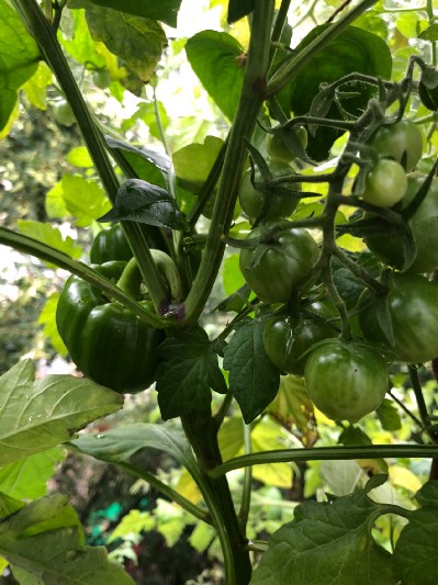 tomatoes-plant
