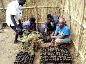 Tree planting in Malawi