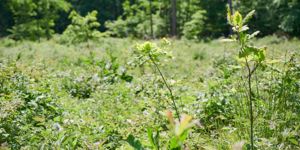 Bäume pflanzen in deutschland mit IplantAtree aus Halle