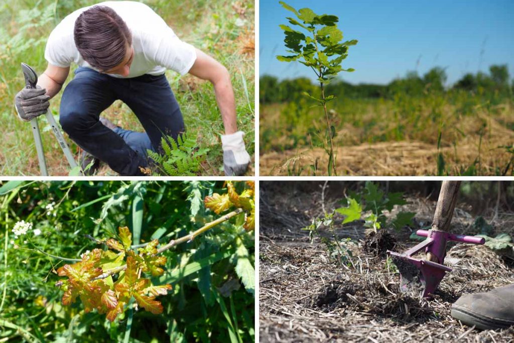 Bäume in einer CO2 Challenge in Deutschland pflanzen mit Iplantatree.org